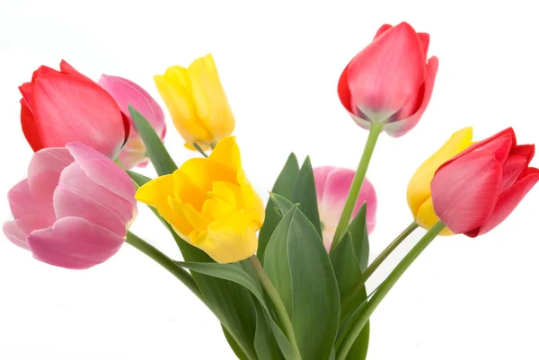 Schöne Tulpen — Stockfoto