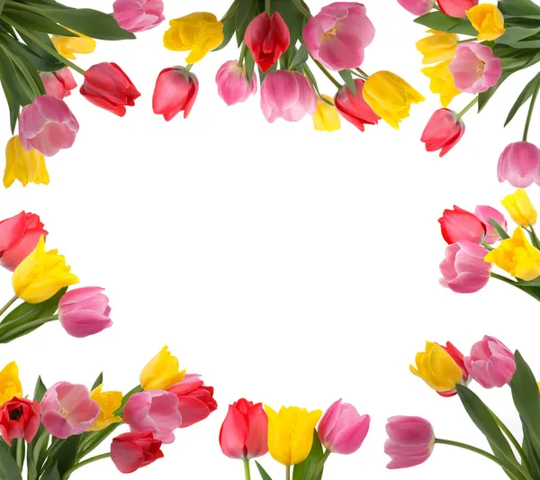 Tulpenrahmen — Stockfoto