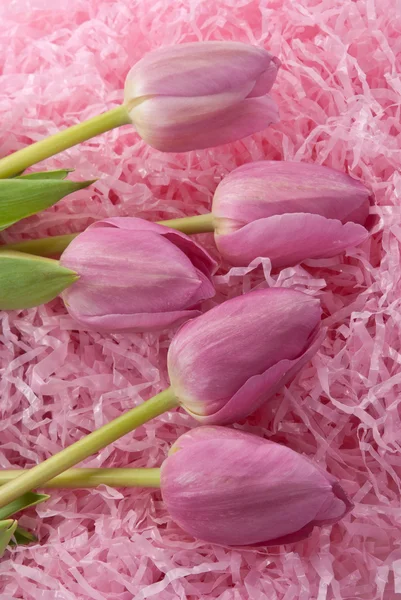 Wielkanoc tulipany — Zdjęcie stockowe
