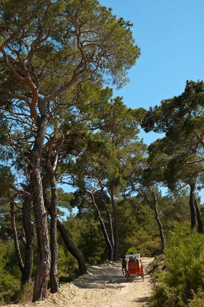 toprak yol ve ağaçlar