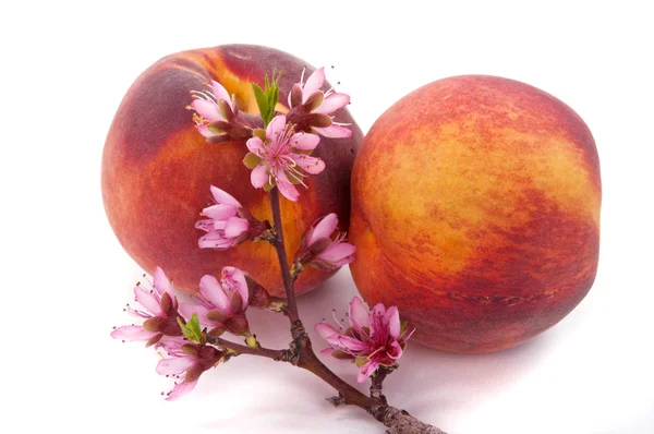 stock image Peach Blossom and Fruit