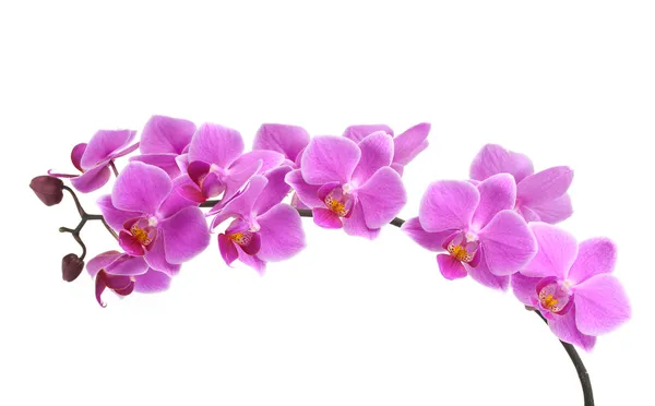 Orchid Royalty Free Stock Photos