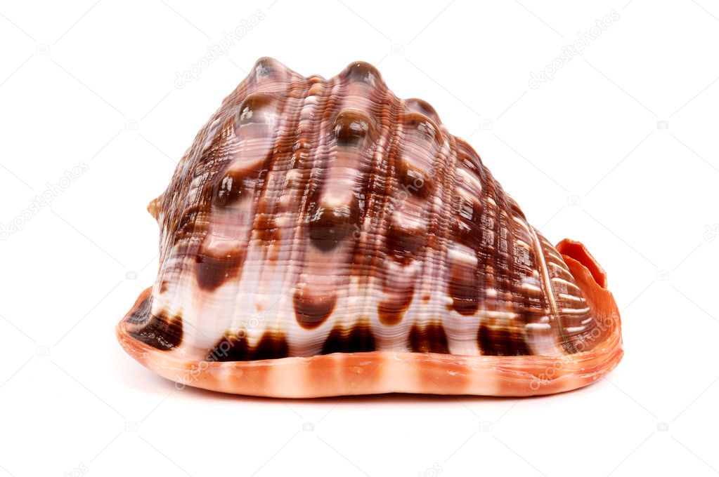 Beautiful tropical seashell
