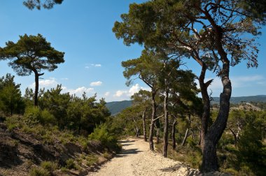 toprak yol ve ağaçlar