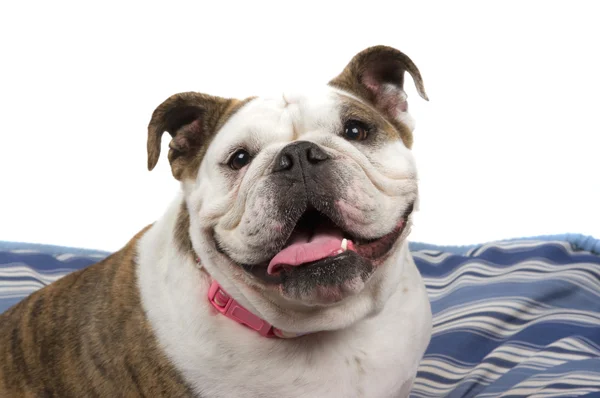 Friendly Bulldog — Stock Photo, Image