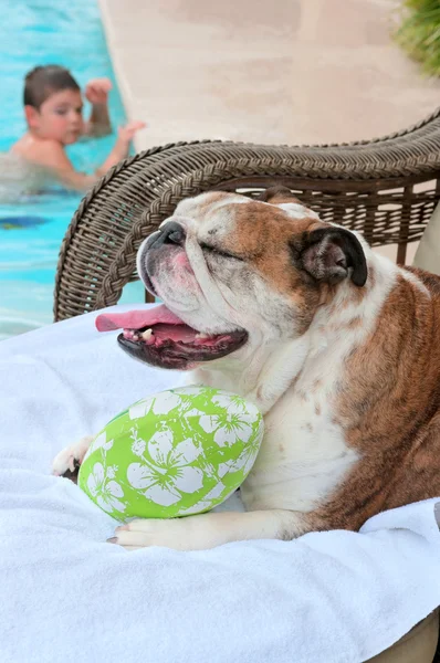 Bulldogge und sein Ball — Stockfoto