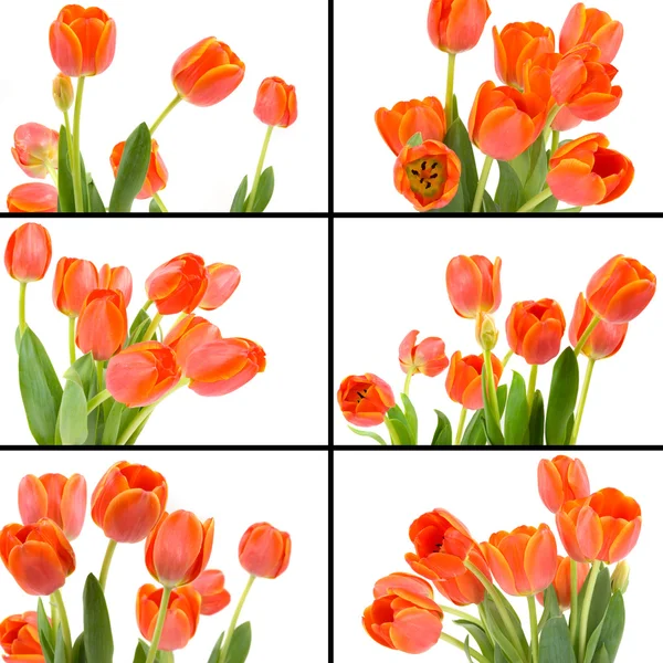 Tulipán koláž — Stock fotografie