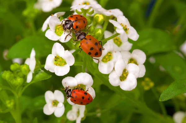 Três insetos senhora na flor branca — Fotografia de Stock