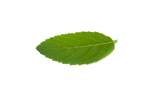Mint herb — Stock Photo, Image