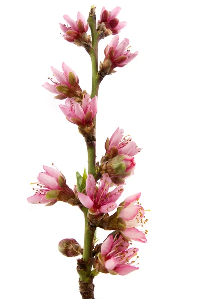 Broskvový květ — Stock fotografie
