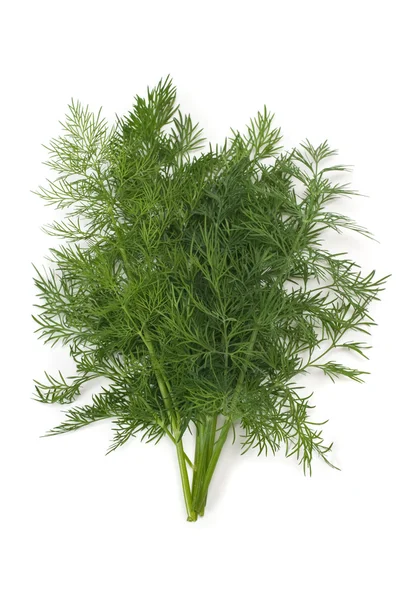 Dereotu herb — Stok fotoğraf