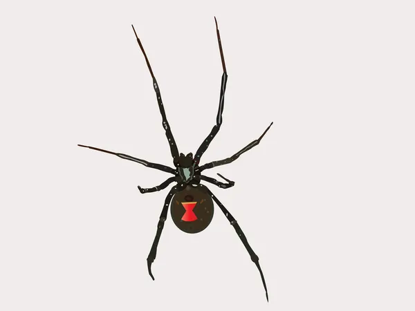 Araignée veuve noire vectorielle — Image vectorielle