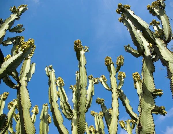 stock image Cactus