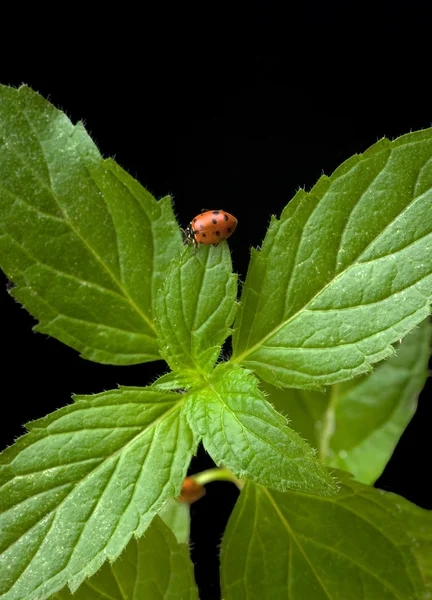 Mint plant en lieveheersbeestje — Stockfoto