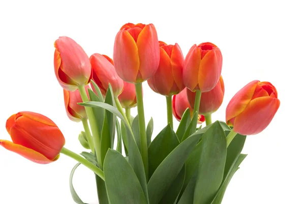 Kwiaty tulipanów — Zdjęcie stockowe