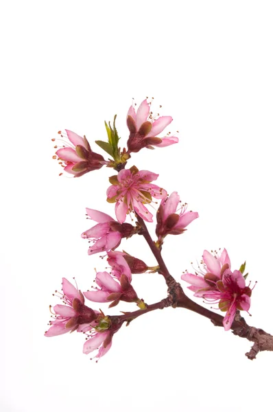Őszibarack virágok — Stock Fotó