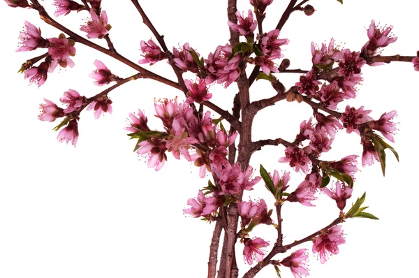 Pfirsichblüten — Stockfoto