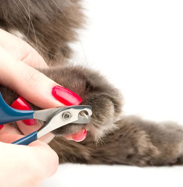 Recortar las uñas de gato — Foto de Stock