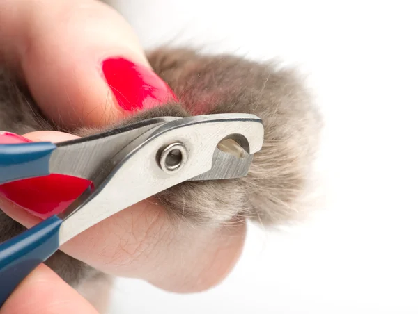 Обрезка кошачьих ногтей — стоковое фото