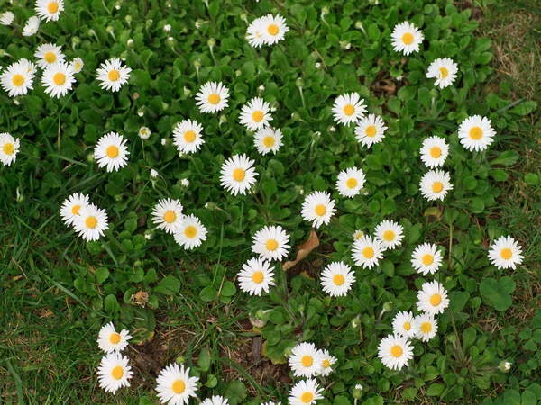 Daisies in the meadow — Stock Photo, Image
