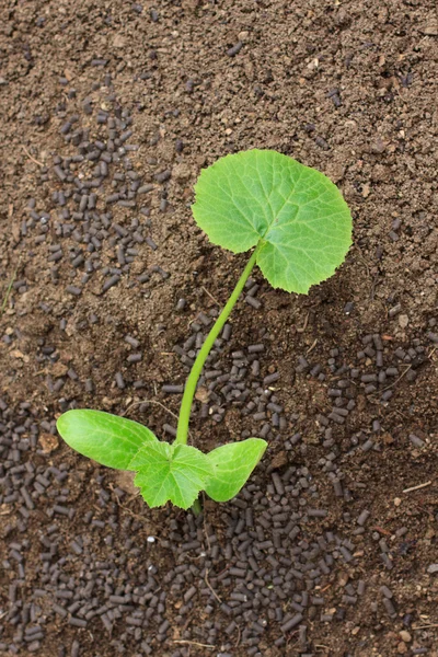 Pflanze aus Zucchini — Stockfoto