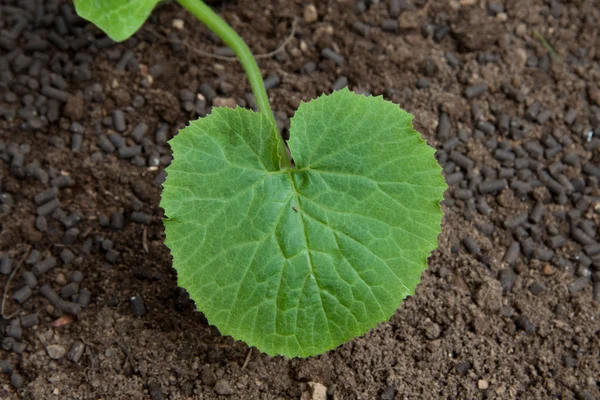 Pflanze aus Zucchini — Stockfoto
