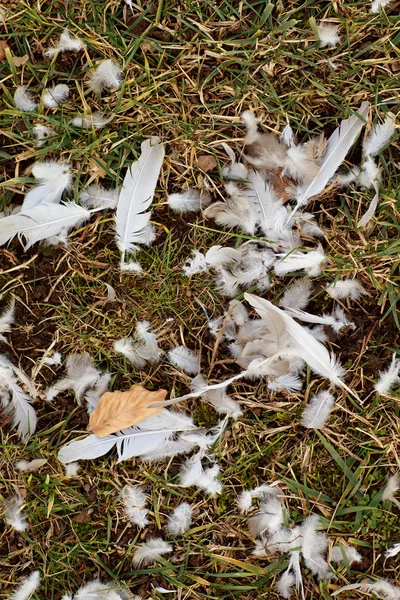 stock image Remains of prey