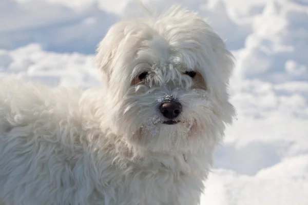 雪の中でマルチーズ犬 — ストック写真
