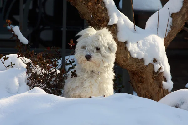 Malta köpeği karda — Stok fotoğraf