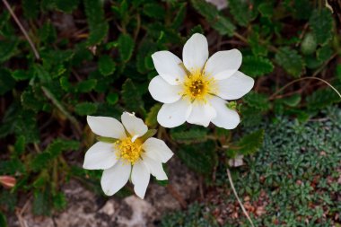 Dağ avens (Dryas octopetalia)