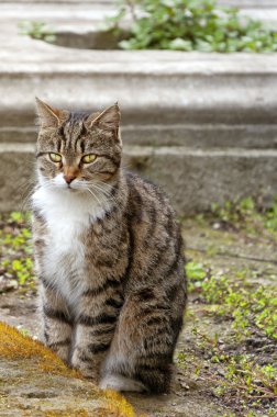 istanbul'da sokak kedisi