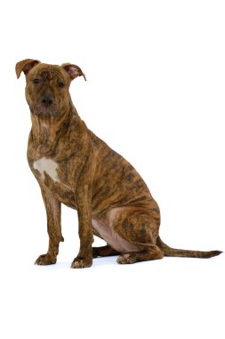 Staffordshire terrier dog clipart