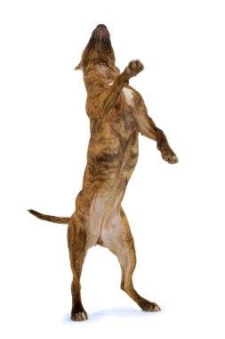 Standing dog. clipart