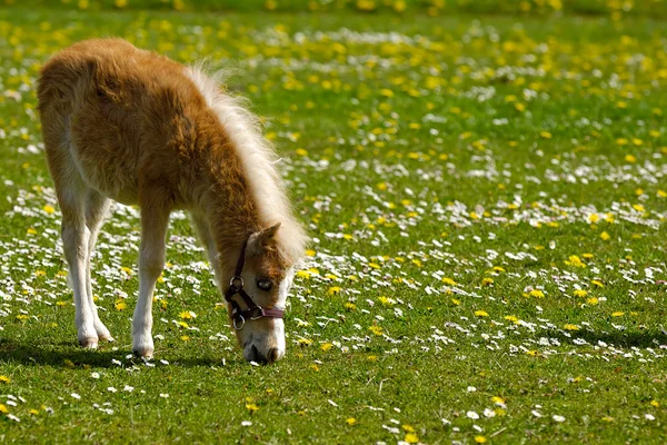 Puledro di cavallo sta mangiando erba — Foto Stock