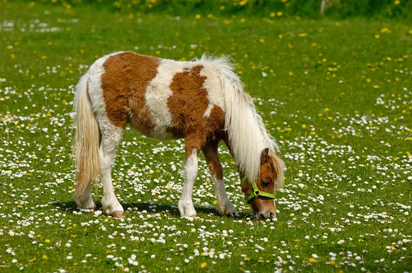 Häst äter grönt gräs — Stockfoto