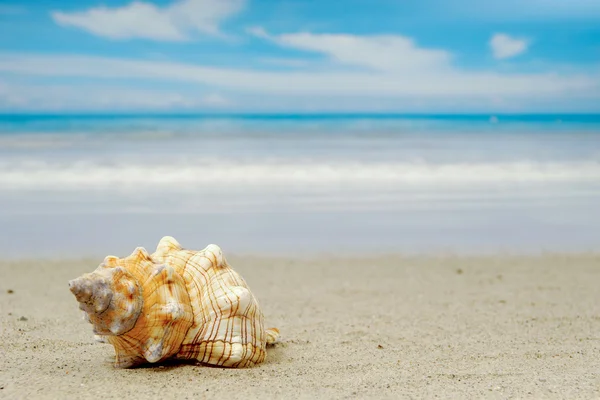 Schelp op exotische strand — Stockfoto