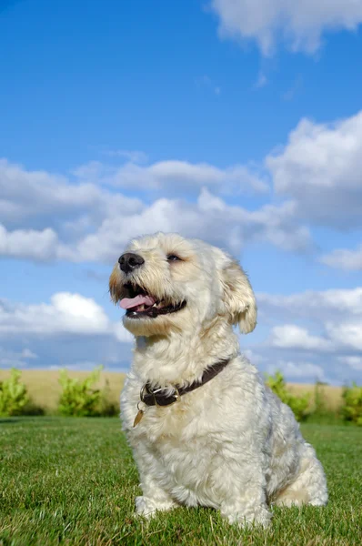 Bichon perro — Foto de Stock