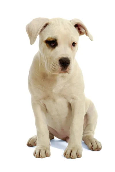 Собака білий цуценят — стокове фото