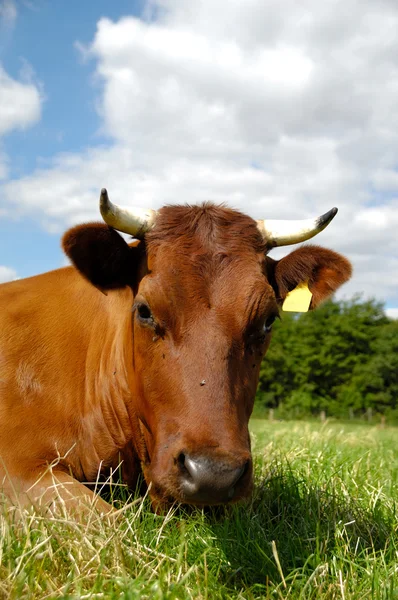 牛の顔 — ストック写真