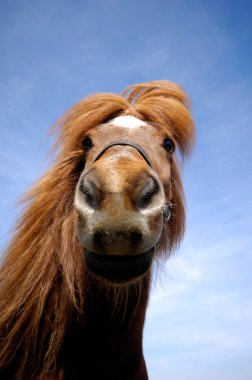 Face of a curious horse clipart