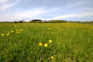 dandelions ve yeşil çim ile tarım arazisi