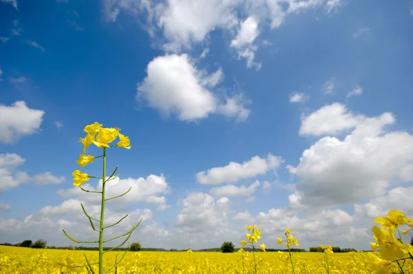 Fleur et nuages de colza jaune — Photo