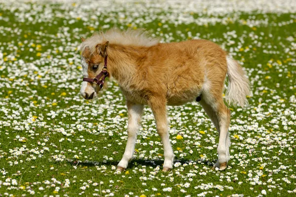 Νέο άλογο foal σε τομέα λουλούδι — Φωτογραφία Αρχείου