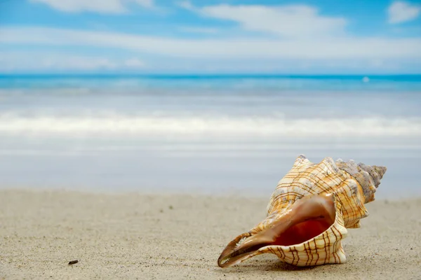 Conch shell on beach — Stock Photo, Image