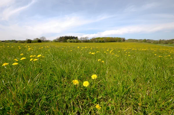 Landbouwgrond met paardebloemen en groen gras — Stockfoto