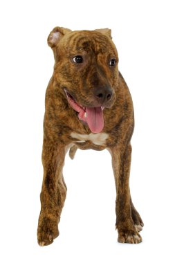 Staffordshire terrier köpek