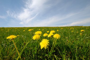 Dandelions ve mavi gökyüzü