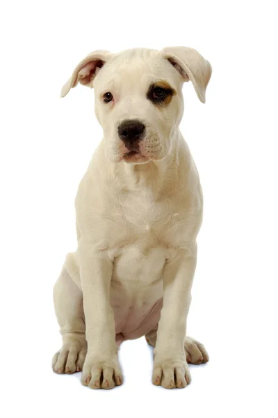 Sad puppy dog — Stock Photo, Image