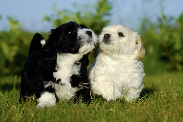Black and white puppy dogs — Stock Photo, Image