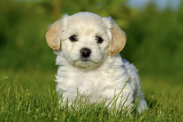 Bichon havanais štěně pes — Stock fotografie